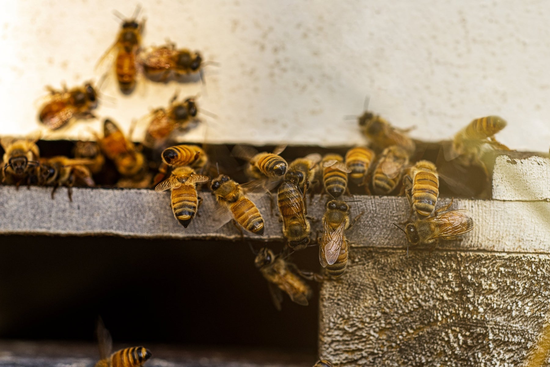 Bees at the entrance of a Farmgate Honey hive