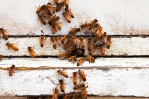 Close up of Bees at Farmgate Honey
