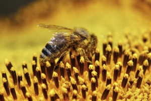 Farmgate Honey Bee image in Brisbane, Queensland.