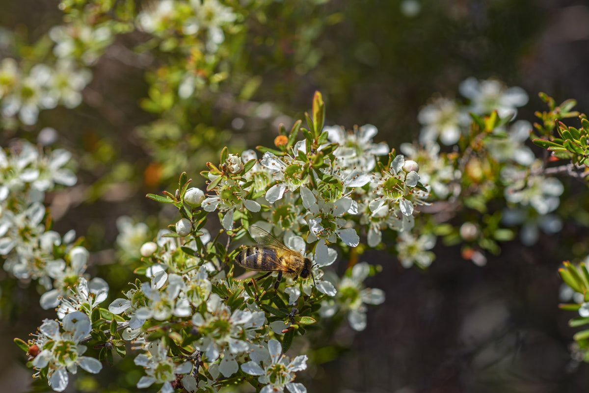 A honey bee on white tea tree flowers