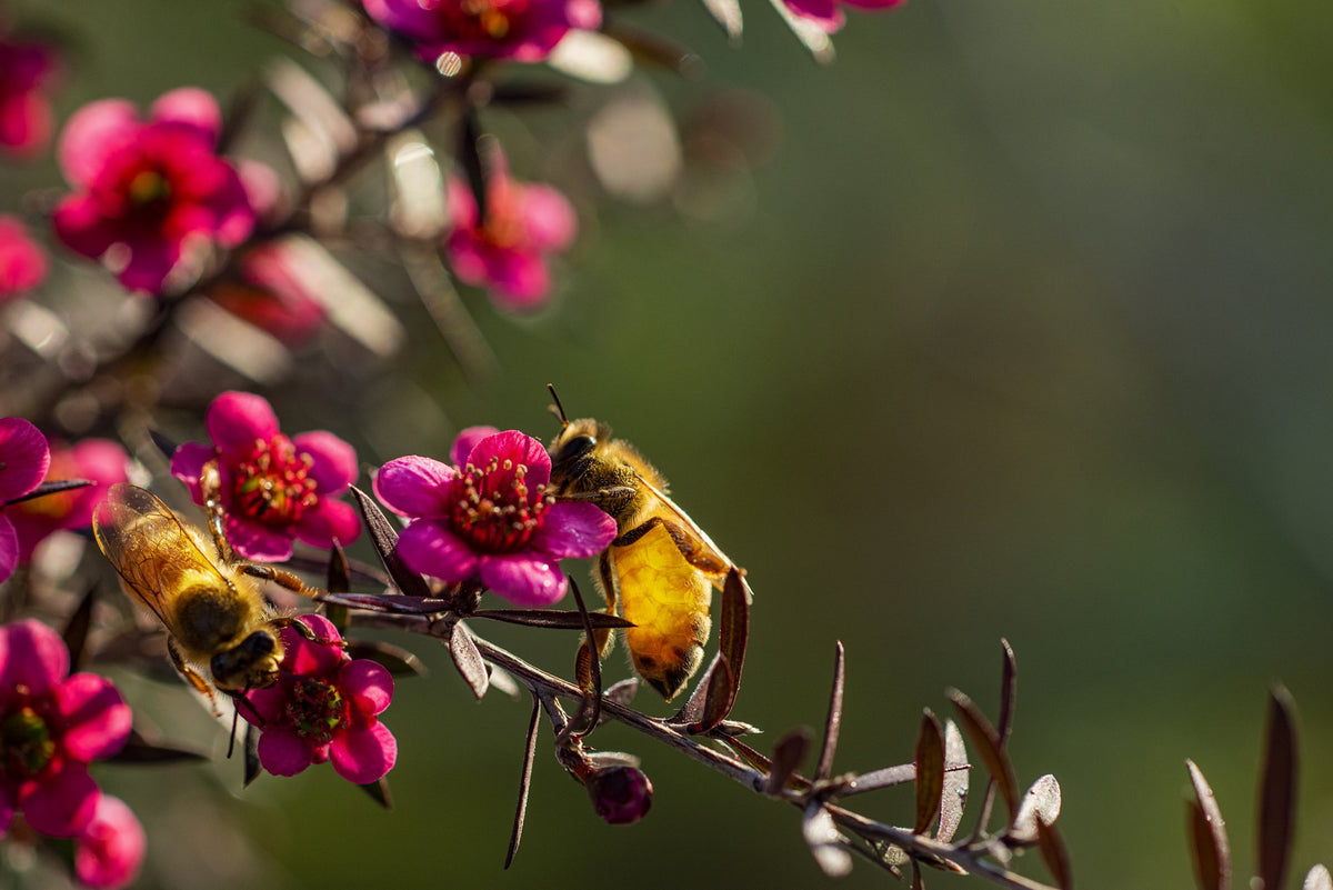 Honey bees working pink tea tree flowers in the bush