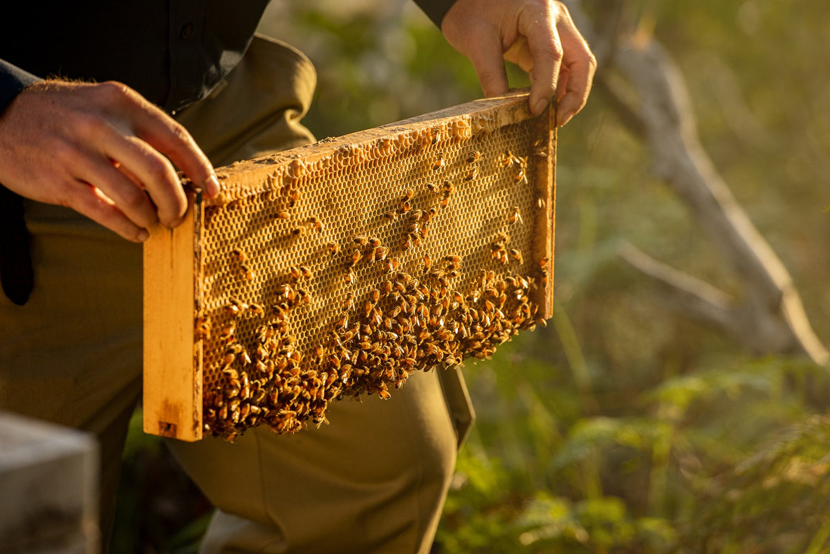 A frame of capped honey held up in the late afternoon sun