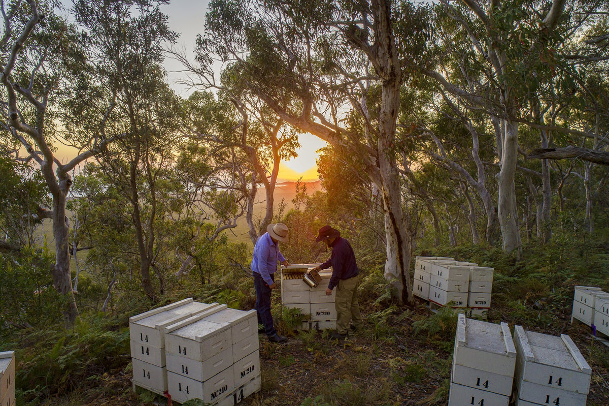 Working the hives in the bush at dusk