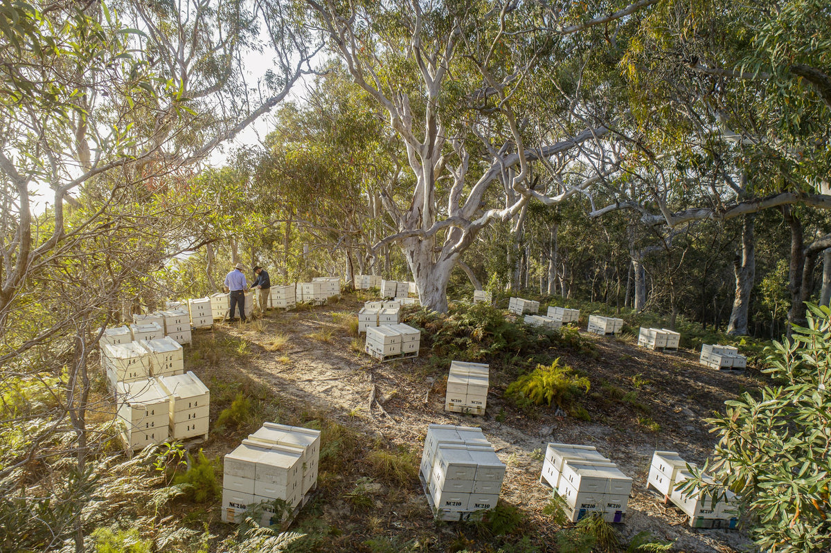 Farmgate Honey hives among gum trees in the Queensland bush