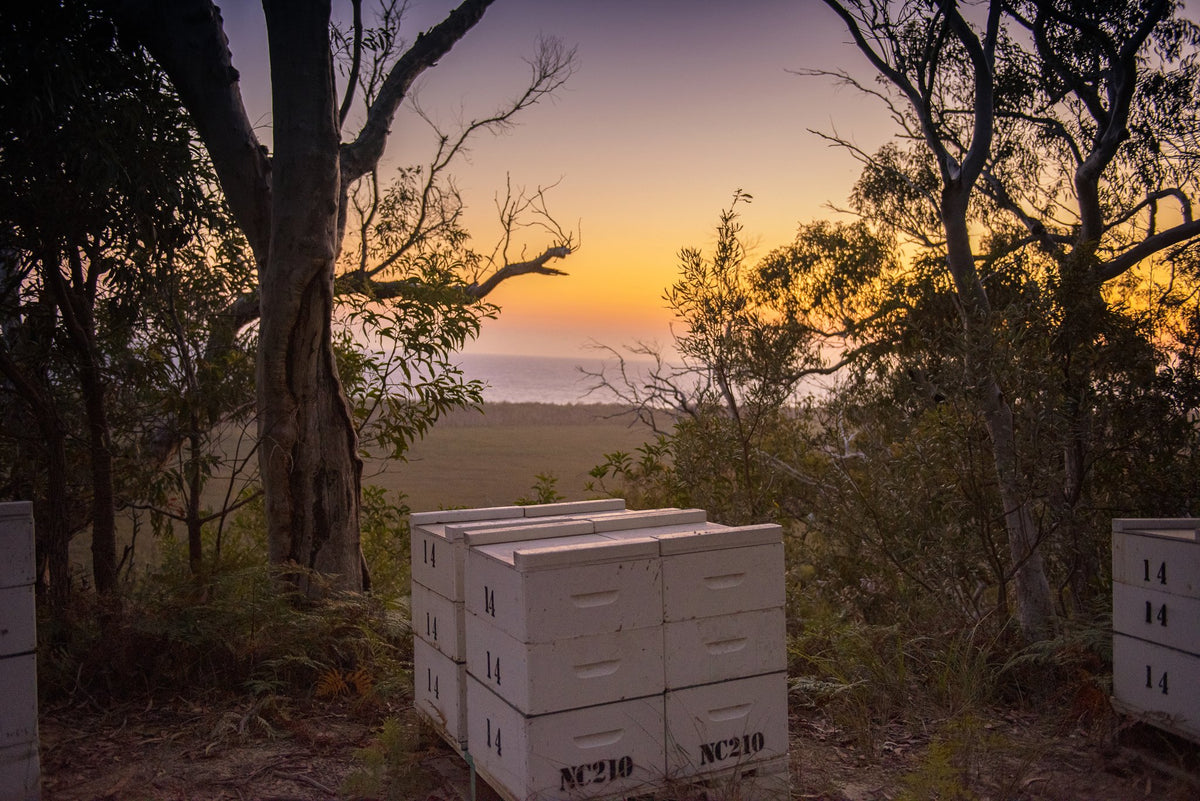 Farmgate hives on a ridge at sunrise, the sea in the distance