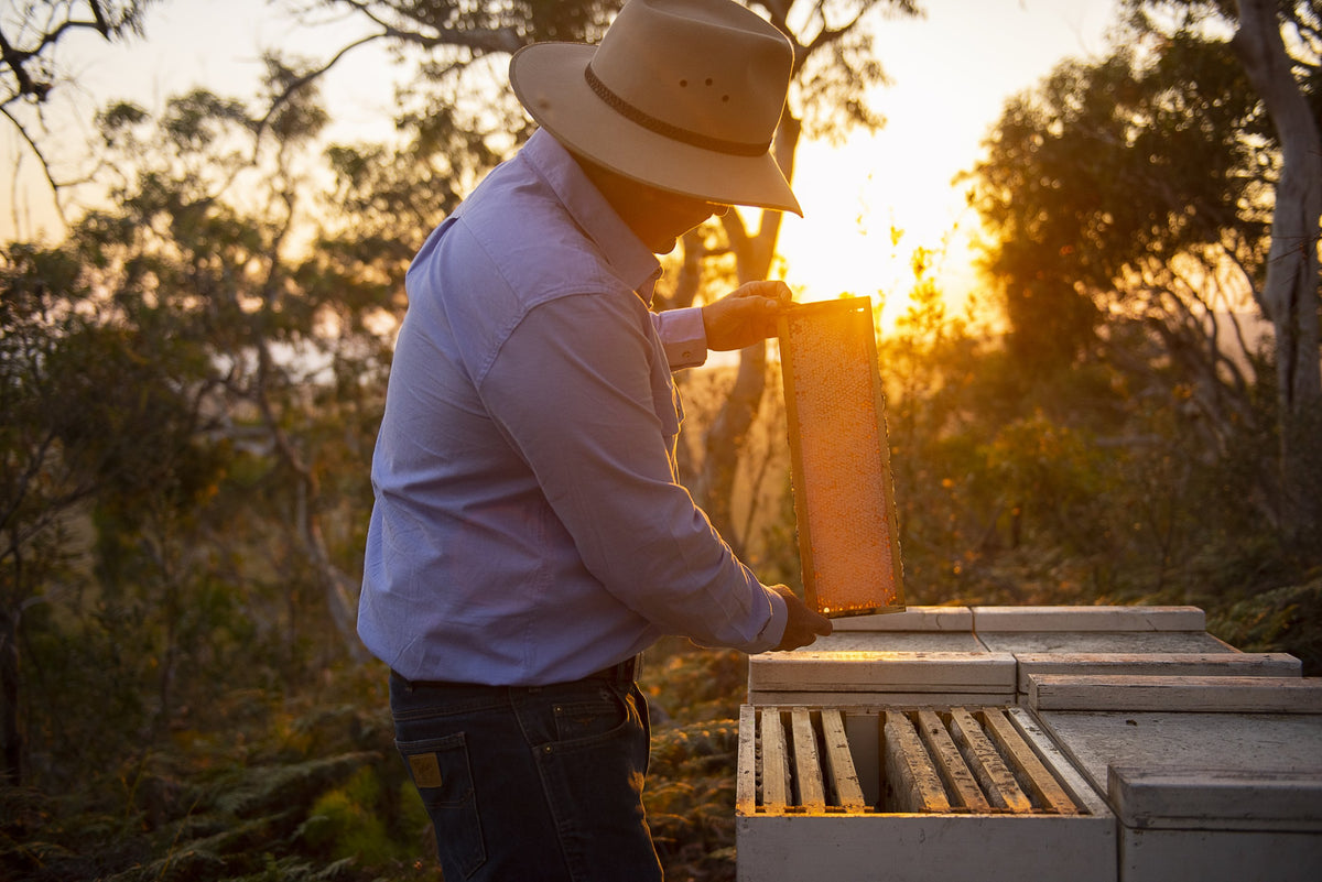 Murray Arkadieff lifting a frame from a hive at sunset