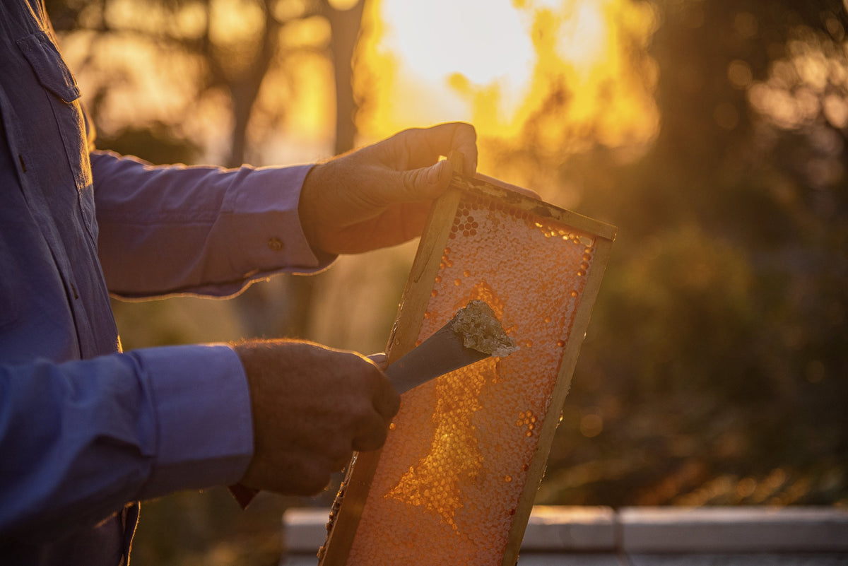 Uncapping a frame of honey against the setting sun